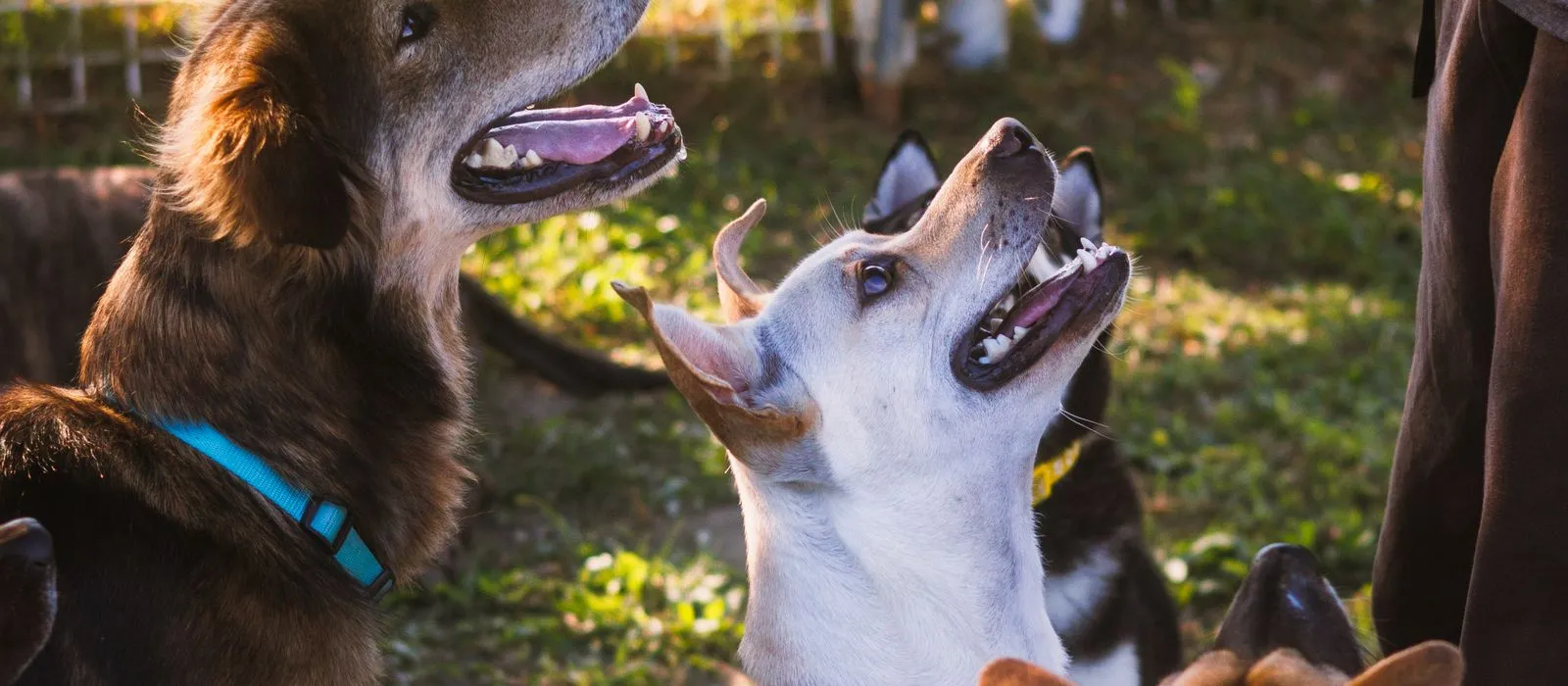 A trainer working with attentive dogs outdoors, dog trainer web design by Designs by Delia