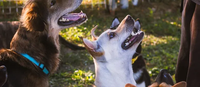 Dog trainer web design for dog training businesses