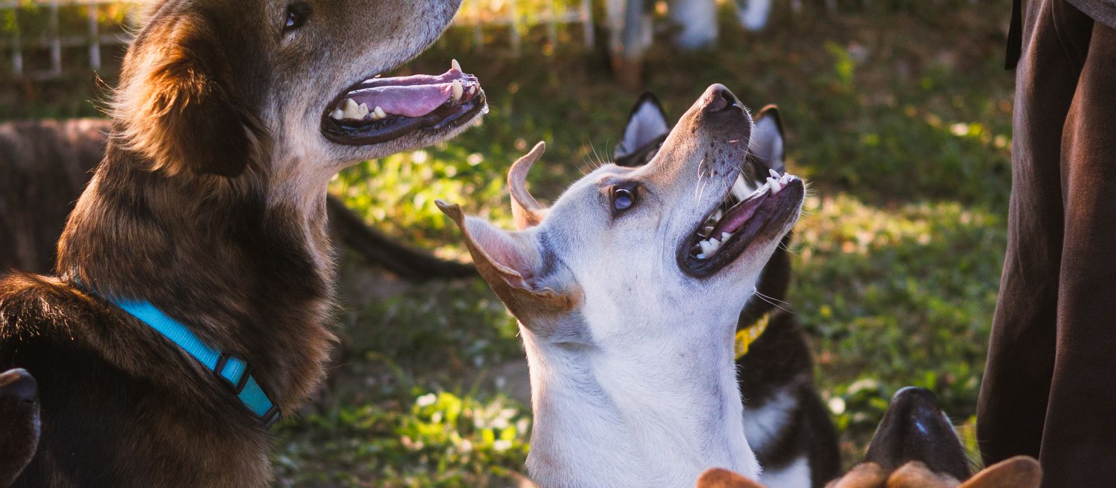 A trainer working with attentive dogs outdoors, dog trainer web design by Designs by Delia
