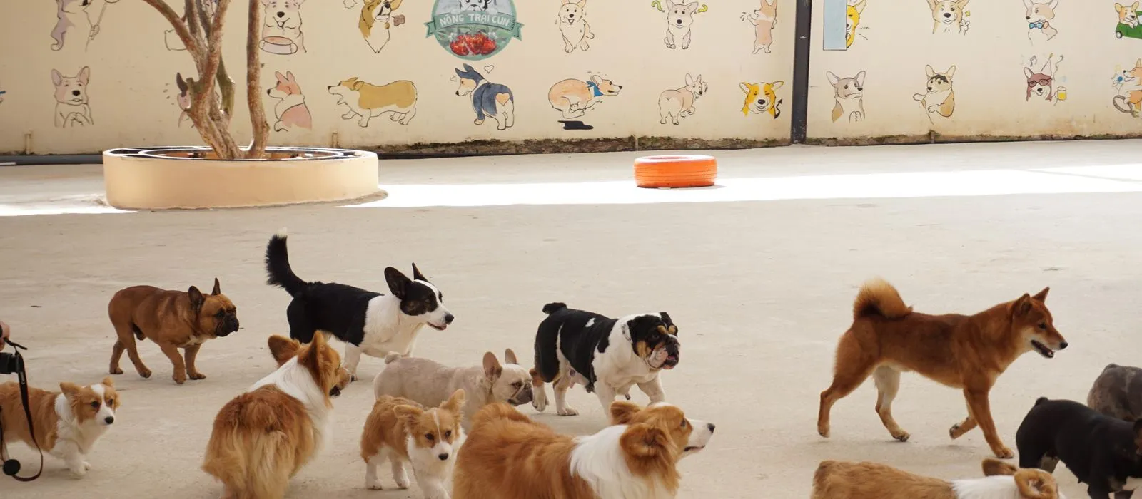 A group of dogs playing together at a daycare facility, pet daycare web design by Designs by Delia