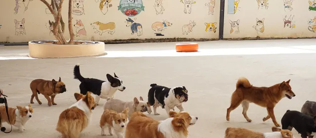 Pet daycare web design for dog daycare and boarding