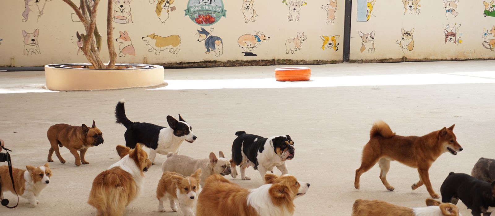 A group of dogs playing together at a daycare facility, pet daycare web design by Designs by Delia