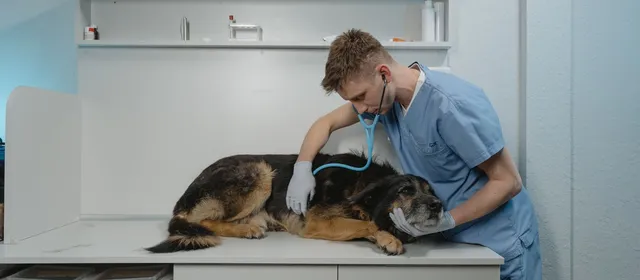 Veterinarians web design