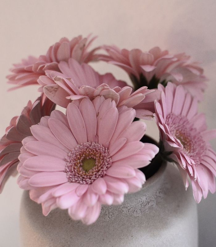 Blooms