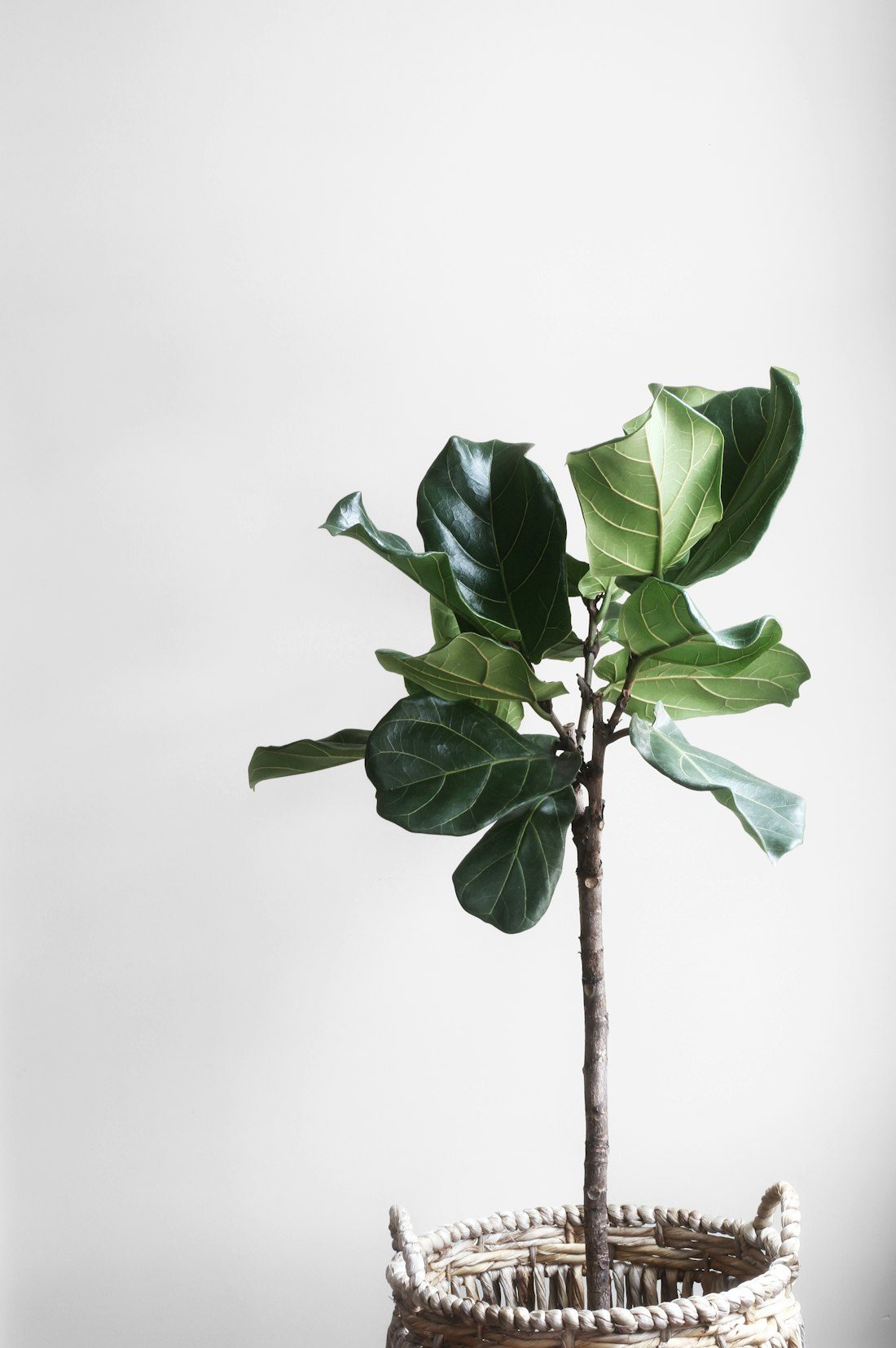 A fiddle leaf fig in a woven basket
