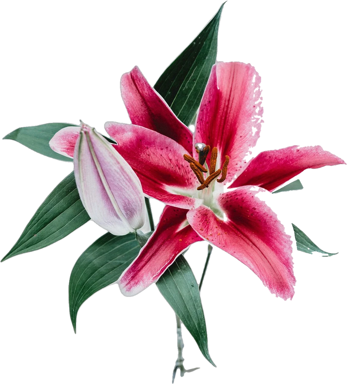 A cut stargazer lily