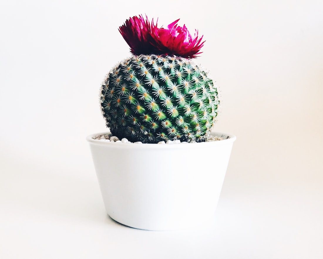 A flowering cactus in a white pot