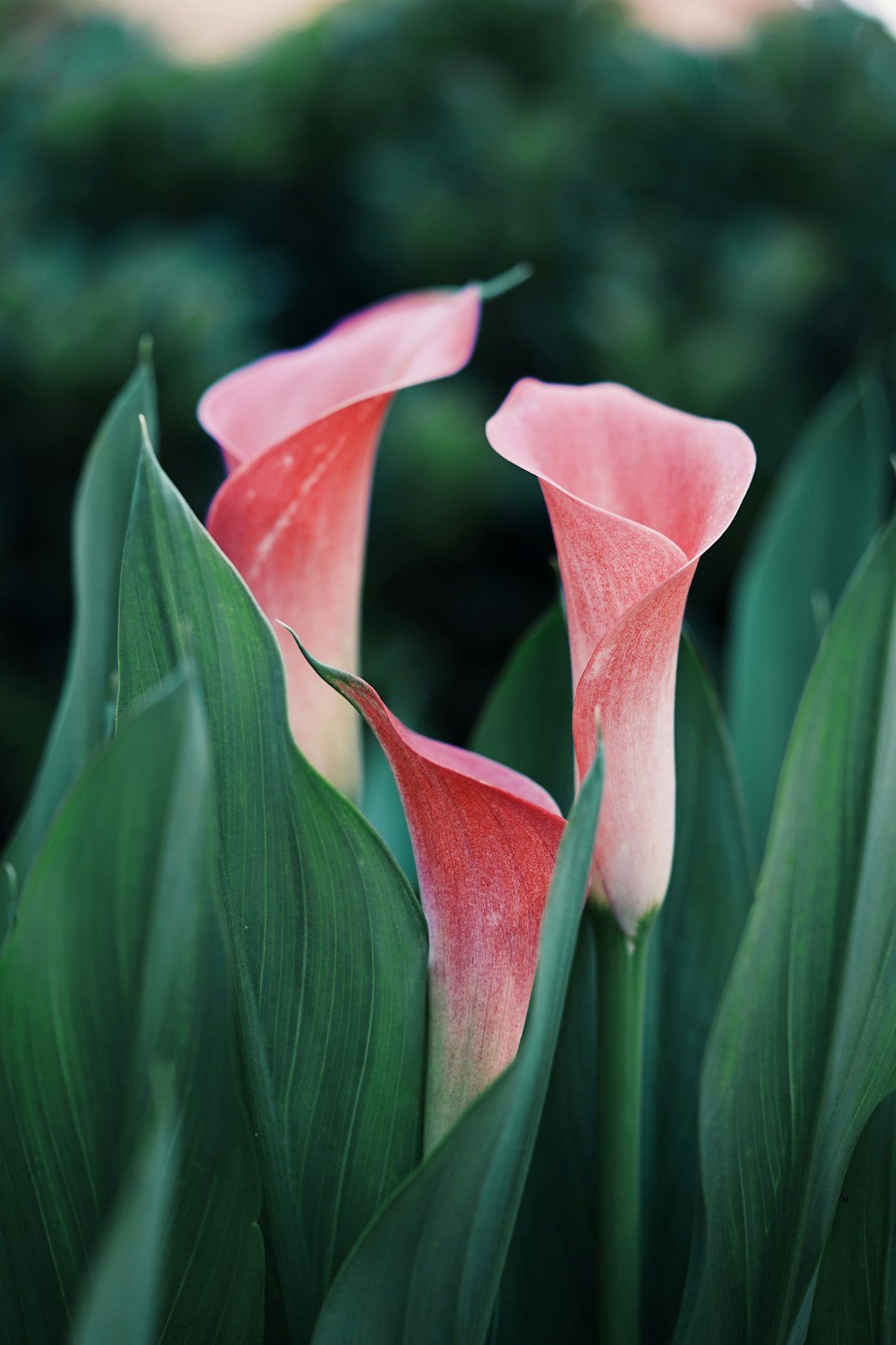 Pink calla lilies