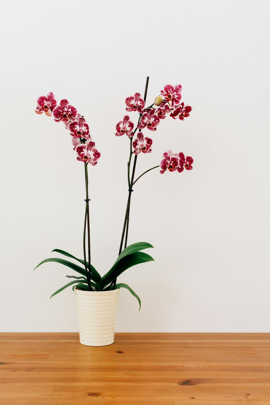 A potted phalaenopsis orchid