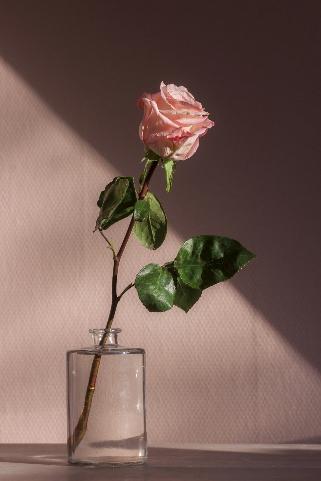 A single garden rose in a glass vessel