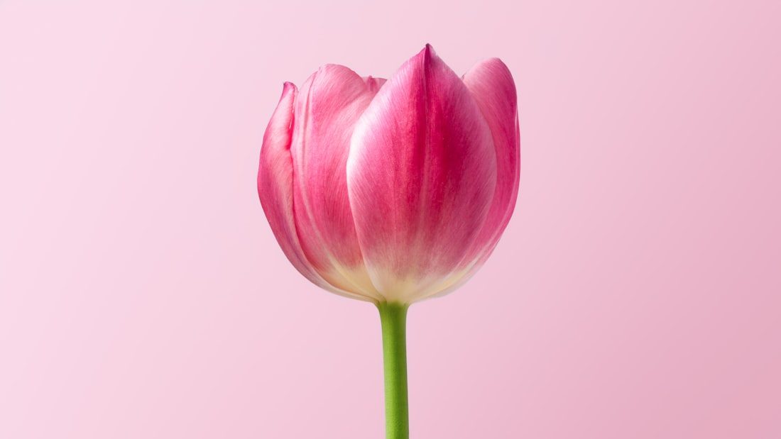 A pink tulip