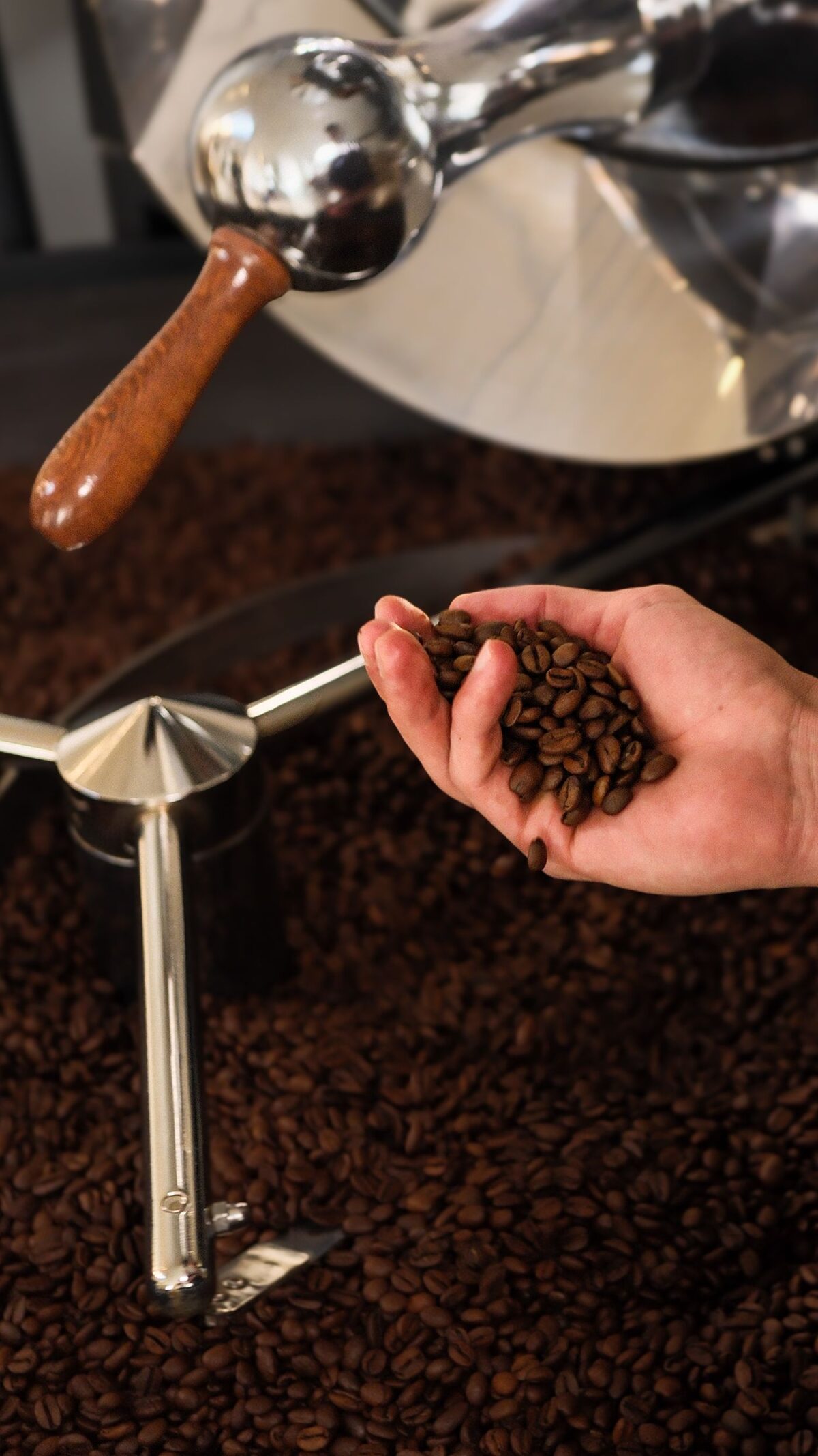 Hand holding freshly roasted coffee beans